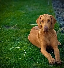 Rhodesian Ridgeback s PP k odberu - 3