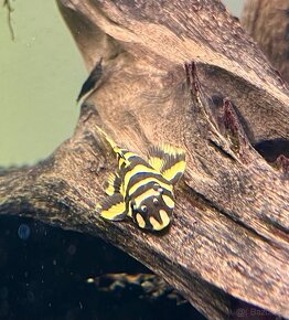 L168 Pleco - 3