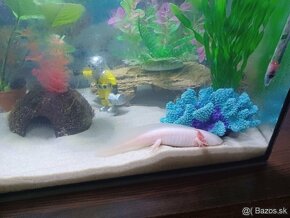 Axolotl-albín - 3