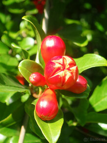 GRANÁTOVÉ JABLKO - PUNICA GRANATUM - 3