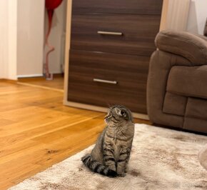 Scottish fold s PP, škótska klapouchá mačka - 3