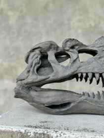 Replika lebky dinosaura Ceratosaurus Múzejná kvalita, 20cm - 3