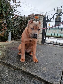 Cane corso - 3