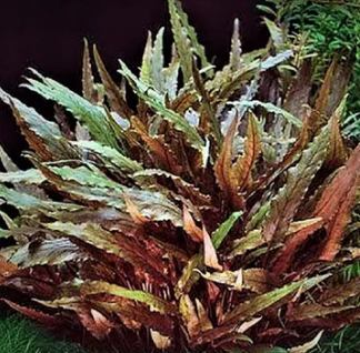 Cryptocoryne wendtii Brown - 3