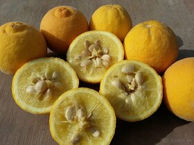 Vonkajší CITRUS do-27℃ 5€ - AKCIA 3+1 - 3