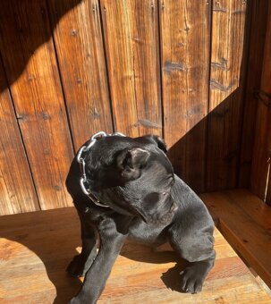 Šteniatko Cane Corso – úplne čierny psík - 3