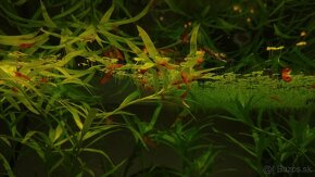 Krevetky,  akvarijné rastlinky - 3