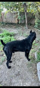 Cane corso - 3