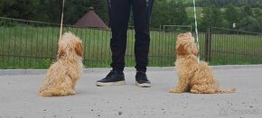 cavapoo f1 cavalier x pudel - 3