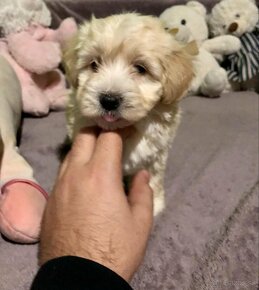 Mini maltipoo +36209877091 - 3