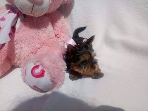 yorkshire  terrier mini - 3