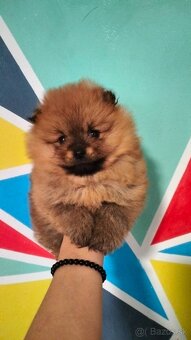 Oranžový špic -Pomeranian - 3