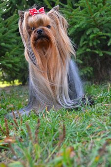 Jorkšírský teiér / Yorkshire Terrier - 3