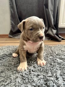 American bully xl / American bully xxl - 3