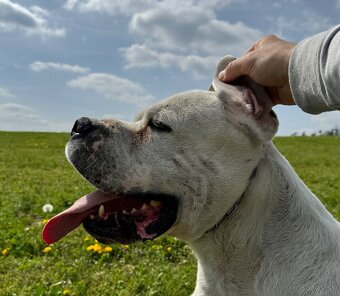 Argentínska doga štěňata, Dogo Argentino - 3