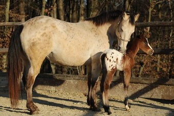 Appaloosa bay blanket colt Atlas - 3