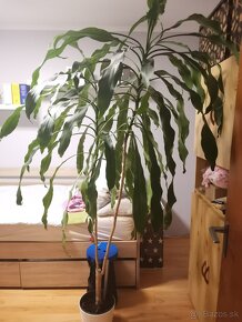 Dracena - 3