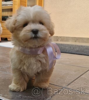 Maltipoo mini - 3