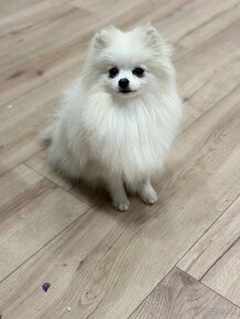 Génia Pomeranian . - 3