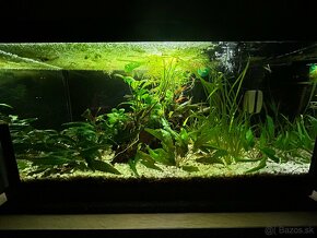 Akvarium 54l - 3