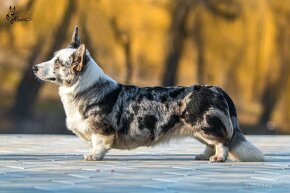 Corgi cardigan - nie pembroke - 3