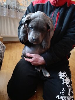 Cane corso modrý psík - 3