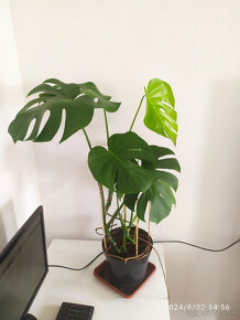 Monstera1 - 3