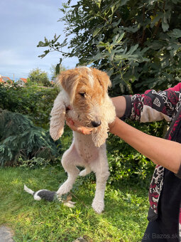 Predám šteniatka Fox terrier wire hrubosrstého - 3