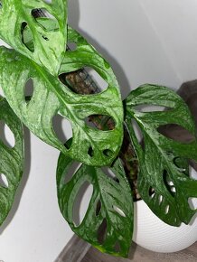 Monstera mint - 3