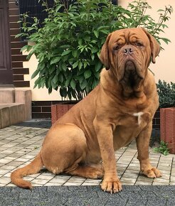 BORDEAUXSKA DOGA, BORDO DOGA , DOGUE DE BORDEAUX FCI –krytie - 3