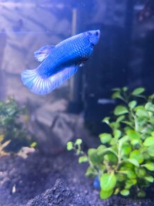 Bojovnica/ Betta - 3