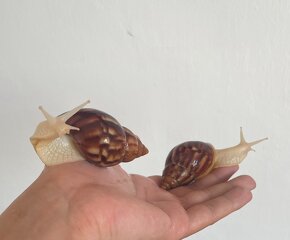 Achatina (Africké slimáky) Albino Body - 3