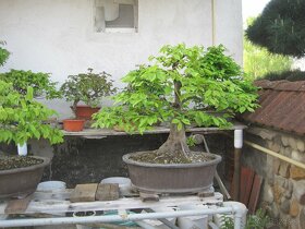 bonsai,bonsaj-hrab 3 - 3