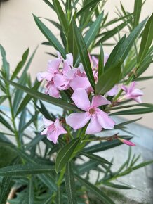 Ružový oleander - 3