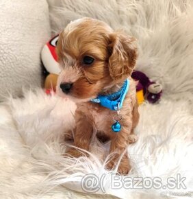 Cavapoo - 3