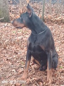 Doberman krytie - 3