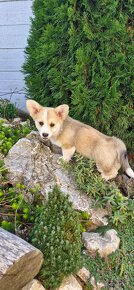 Welsh Corgi Pembroke s pp - 3