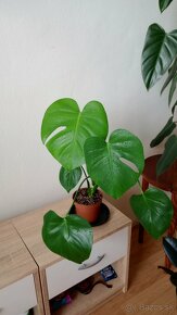 Monstera Deliciosa - 3