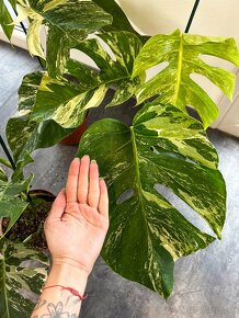 Monstera deliciosa ‘Albo variegata’ - 3