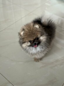 Pomeranian - 3