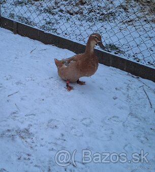 Saské kačky. - 3