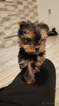 Yorkshire terrier - 3