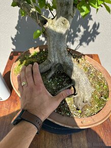 Bonsai Hrab / Carpinus betulus - 3