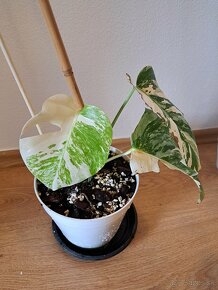 Monstera albo - 3