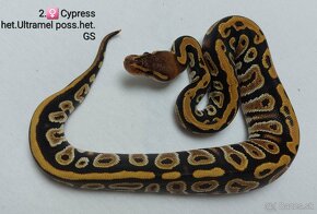 Python Regius Cypress 2024 - 3