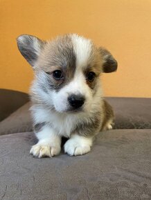 Welsh corgi pembrok PP - 3