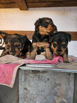 Welshterrier - 3