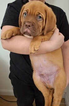 Dogue de bordeaux  Bordeauxska doga šteniatka - 3