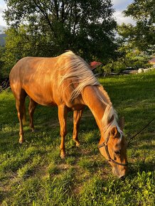 QH kobyla palomino - 3