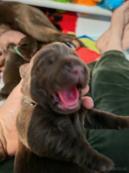 Labrador retriever -šteniatka s PP - 3